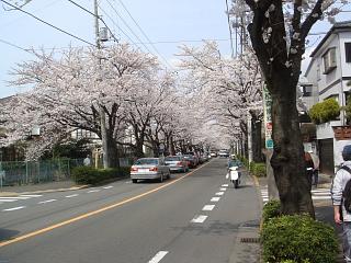 お花見に行きました♪_a0075073_11522752.jpg