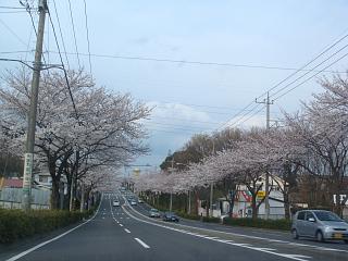 お花見に行きました♪_a0075073_11525234.jpg