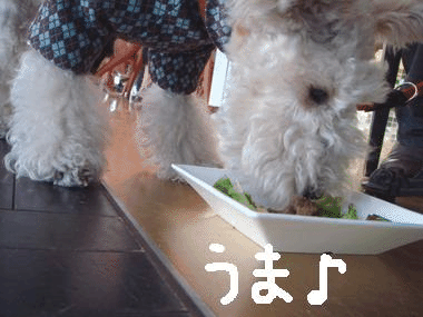 b0091373_0244179.gif