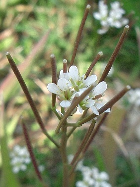 ミチタネツケバナ(路種漬花)_c0085874_12502072.jpg