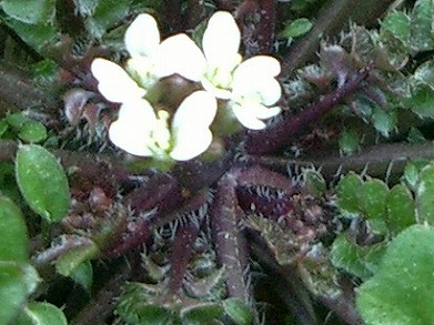 ミチタネツケバナ(路種漬花)_c0085874_1252591.jpg