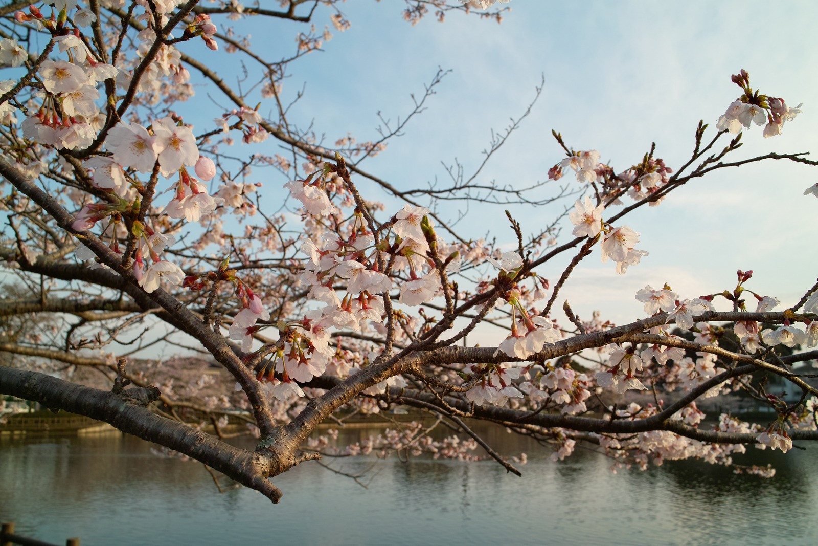 東金八鶴湖の桜…雨上がりの夕日を浴びて_e0071178_19365198.jpg