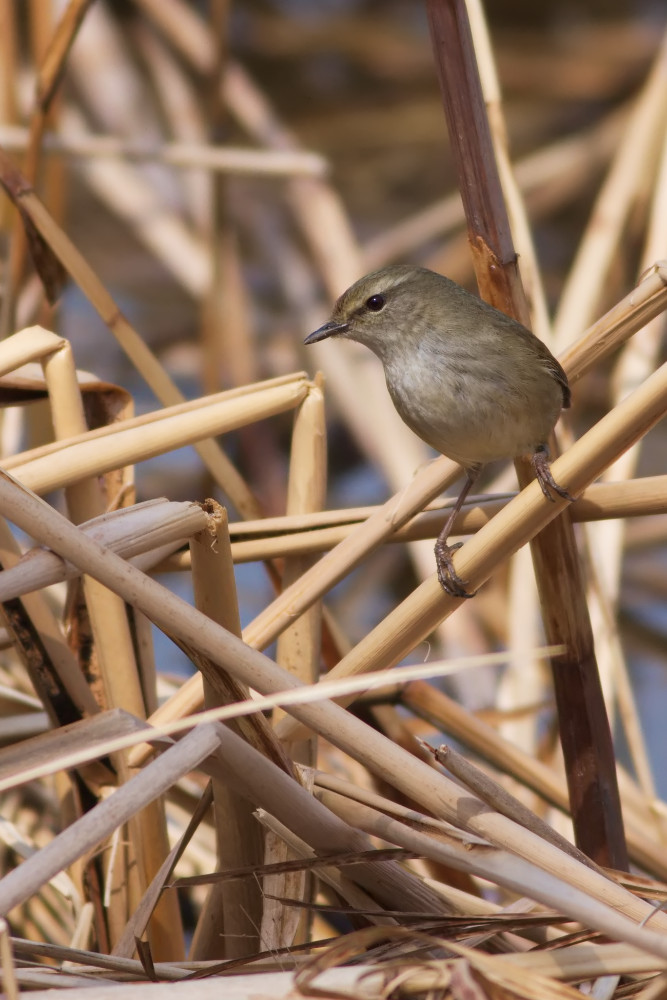 ウグイス（鶯）　鳴き始め_a0083081_1517559.jpg