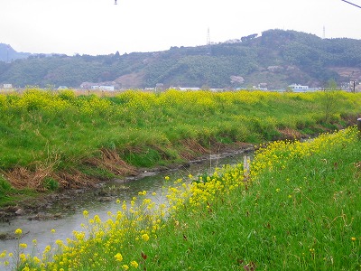 静岡県静岡シリーズ　巴川沿いの菜の花ロード_b0011584_5505149.jpg