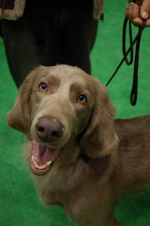 Asian International Dog Show 2008_f0032184_073297.jpg