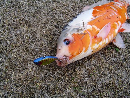 淀川毛馬クリーク Lure Shop L S