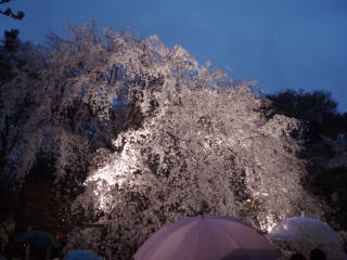 ♪♪桜と傘の花が満開競演♪♪_d0079988_22504544.jpg