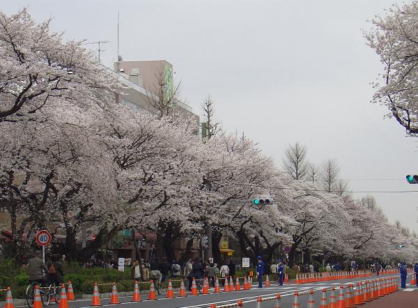 桜が満開～♪_e0023790_1281276.jpg