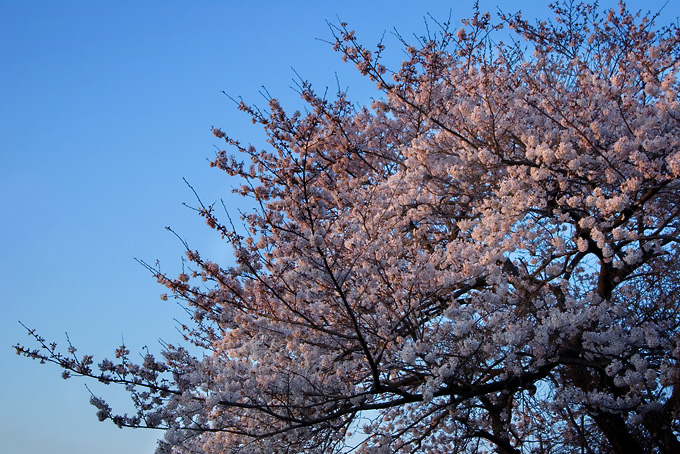 朝陽桜_c0053091_084524.jpg