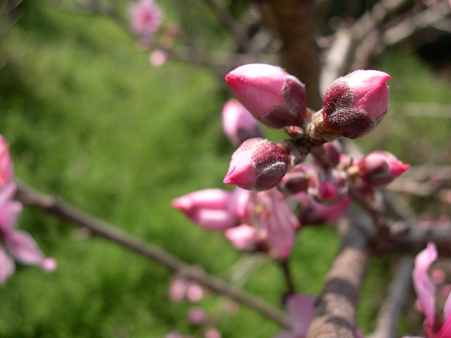 e0145693_1501639.jpg