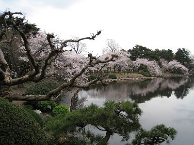 新宿御苑でお花見_e0139694_23135466.jpg