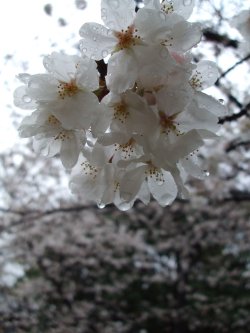 雨のお花見_f0057596_14451537.jpg