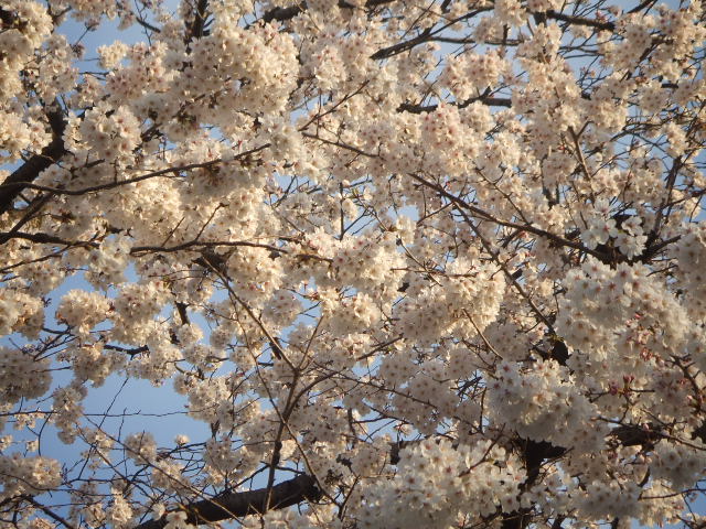 f0076001_22142328.jpg