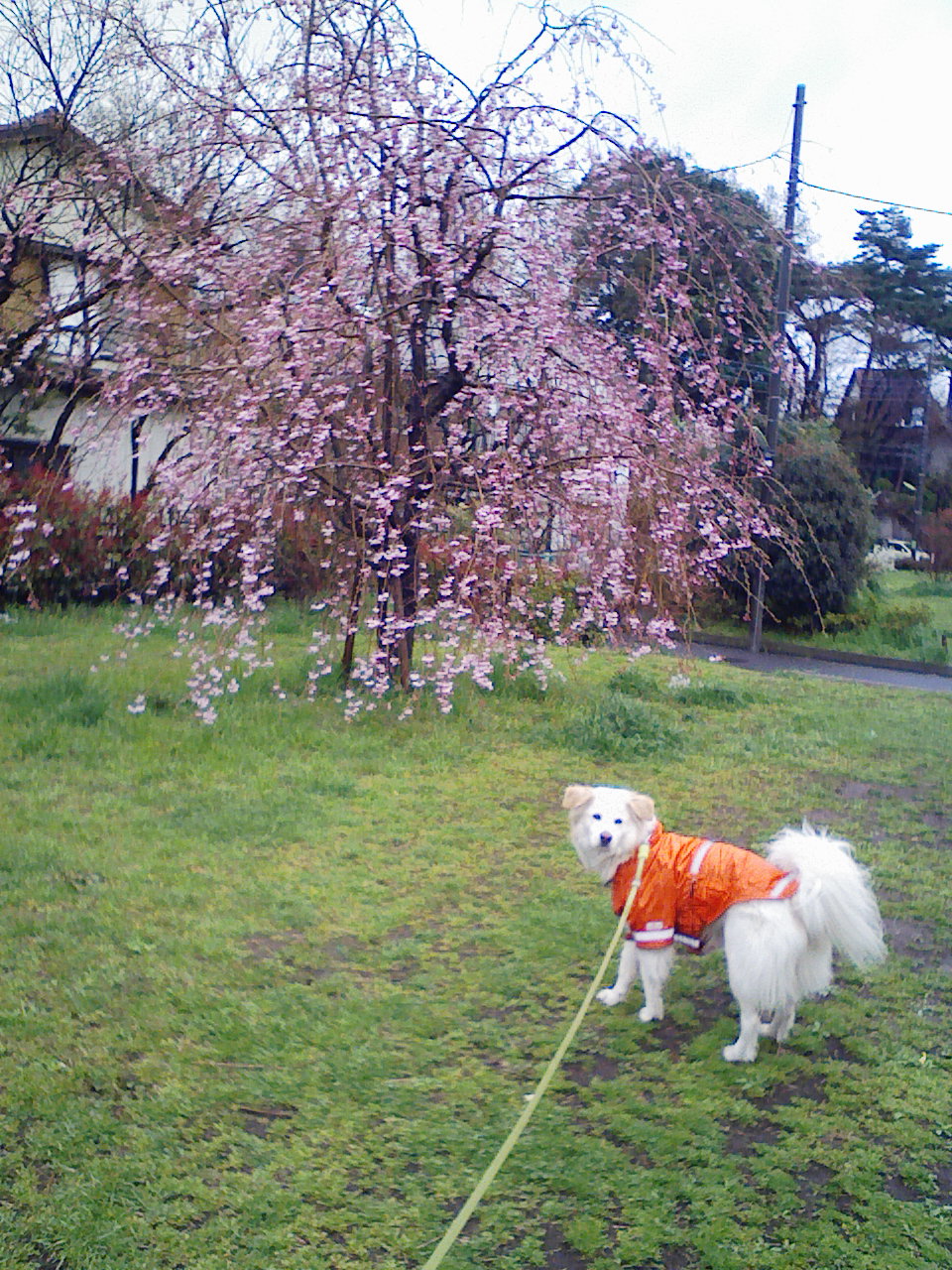 雨　桜　/　Sakura in the rain_a0032004_17315263.jpg