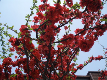 春の赤い花 アラメゾンドパリ Photo Diary