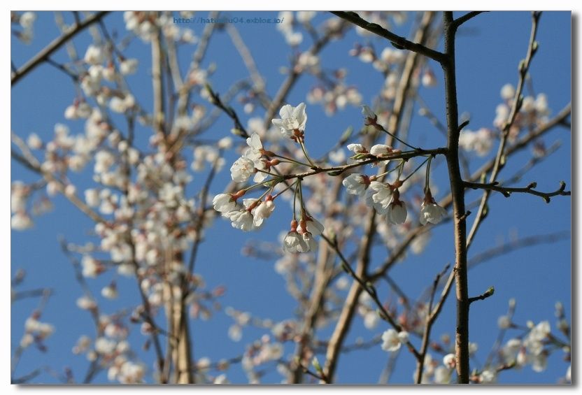 ひょうたん桜と　白い桜_a0057905_1716323.jpg