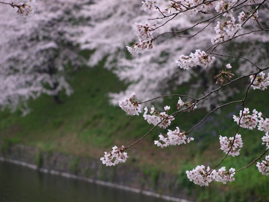 千鳥ヶ淵（牛ヶ淵）_e0083212_16451256.jpg