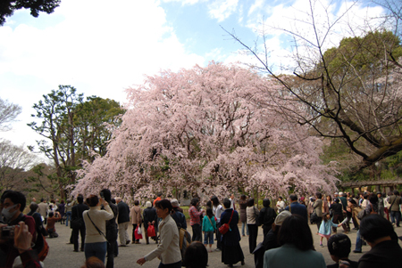 桜散歩.3  六義園のシダレザクラ_d0113613_1883537.jpg