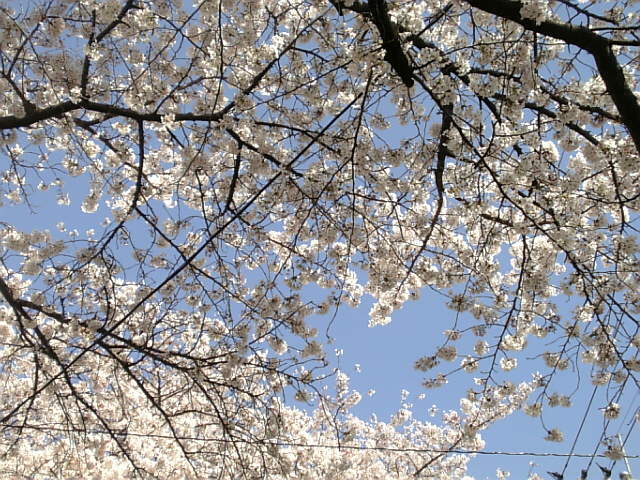 桜_b0123314_13241454.jpg