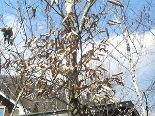 c0125414_0105040.jpg