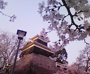 桜の花も満開だー！_e0123016_20274681.jpg