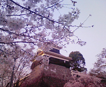 桜の花も満開だー！_e0123016_2056724.jpg