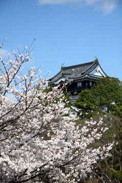 岡崎公園桜まつり_e0083517_5515631.jpg