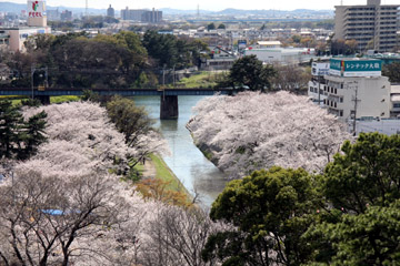 岡崎公園桜まつり_e0083517_5522014.jpg