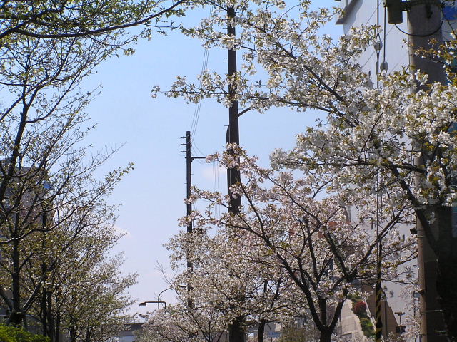 ｶﾛﾗｲﾅｼﾞｬｽﾐﾝ･大島桜・ﾂﾙﾆﾁﾆﾁｿｳ?・ﾋｱｼﾝｽ･海棠・ﾕﾘﾉｷとｶﾜﾗﾋﾜ_a0037019_5592873.jpg