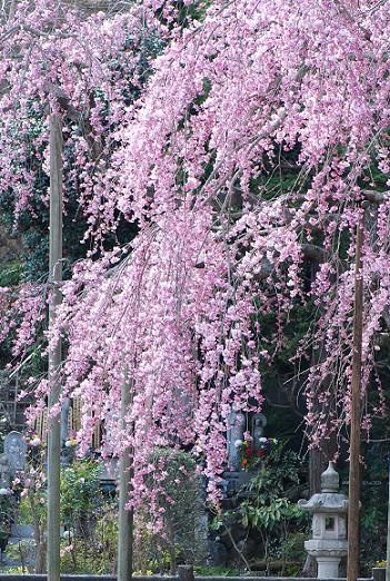 枝垂れ桜_c0115121_1665159.jpg