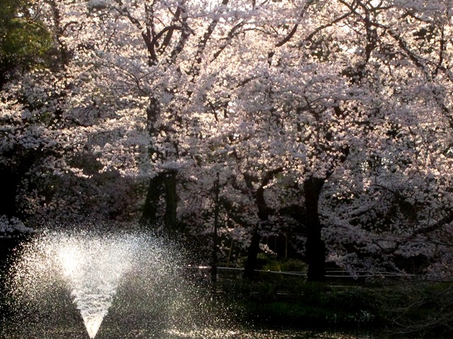 2008年3月31日　花散らしの北風や小鳥がいとも楽しげに　花見をしている感じでした　in Tokyo_d0129921_094899.jpg