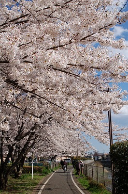 桜巡り、でも青空が主役でした。_c0128722_205482.jpg