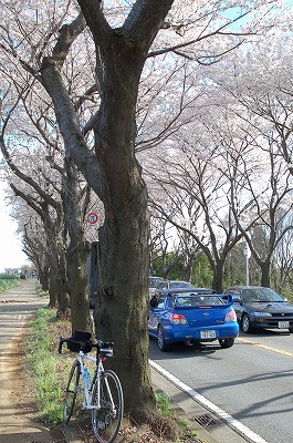 桜巡り、でも青空が主役でした。_c0128722_2124196.jpg