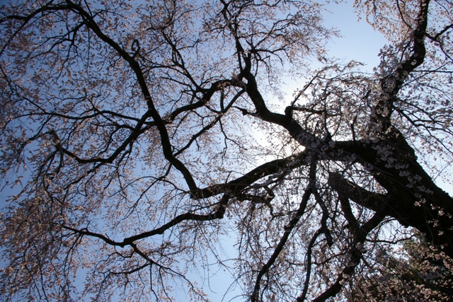 西林寺の枝垂桜_c0107924_22135510.jpg