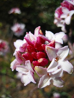 春~♪_b0100229_1203798.jpg