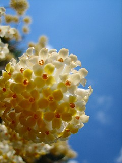 春~♪_b0100229_1214797.jpg
