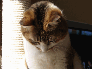 c0136736_138241.gif