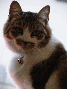 c0136736_17403555.gif