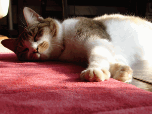 c0136736_17411173.gif