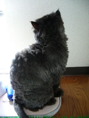 マロンおすすめの2008春スタイル_d0152937_21142336.jpg