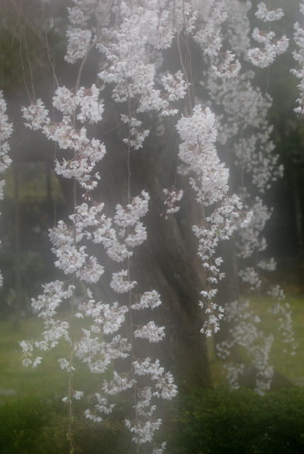 2008年　京都御所の桜咲く_b0077842_22344783.jpg