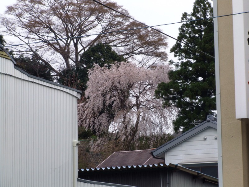 大仙山の枝垂桜_a0103948_22513241.jpg