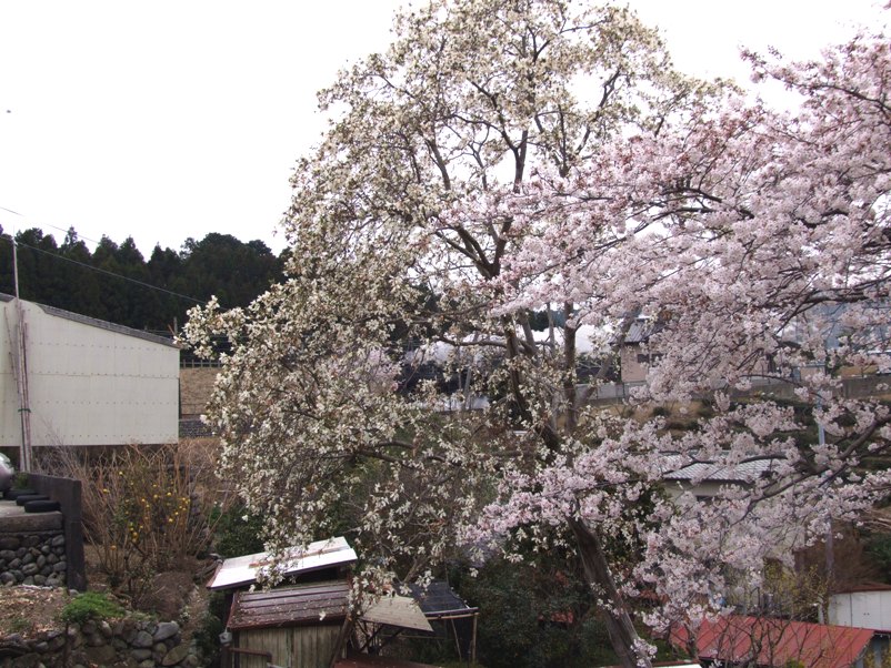 大仙山の枝垂桜_a0103948_2255352.jpg