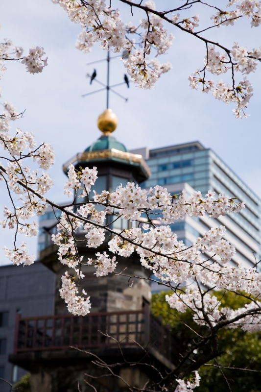 千鳥ヶ淵周辺の桜_c0115948_2058303.jpg