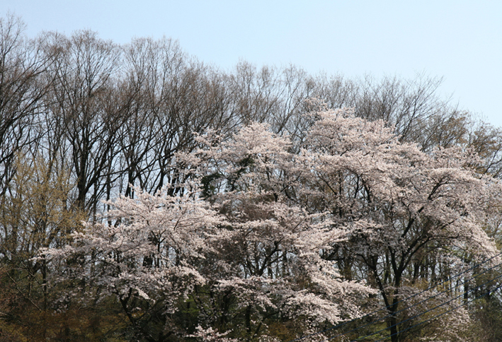 桜の森の満開の下_e0127948_12445511.jpg
