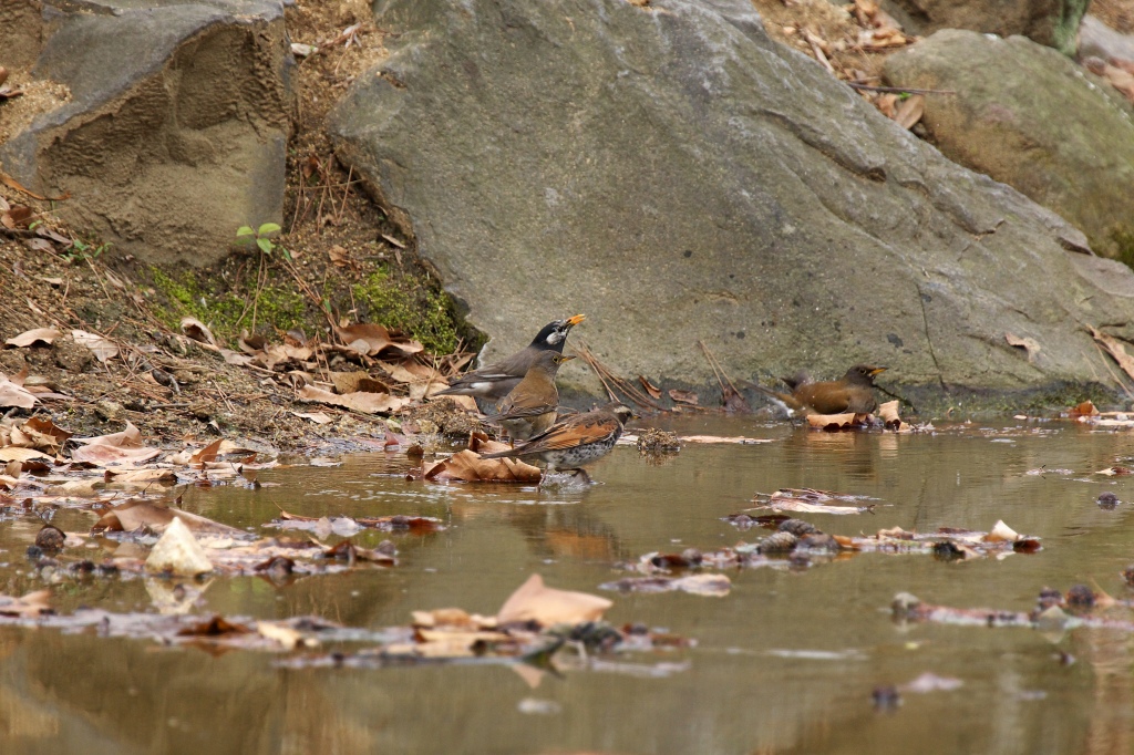 また長居公園_f0049152_828662.jpg