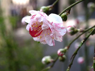 ☆深呼吸の春☆_c0092953_1053564.jpg