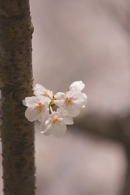 知らぬ間に。。桜が_e0102255_054919.jpg