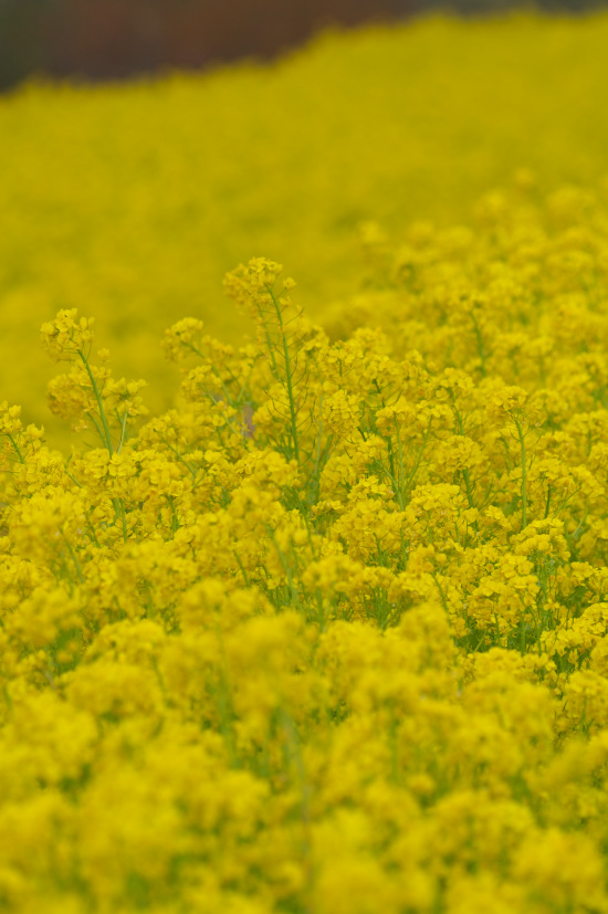 　　　スローな時の流れを　１１　＜菜の花＞_f0046158_22132695.jpg