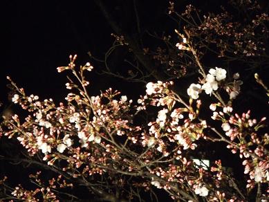 2008 桜実況中継ブログ編～夜桜_c0078659_1248342.jpg